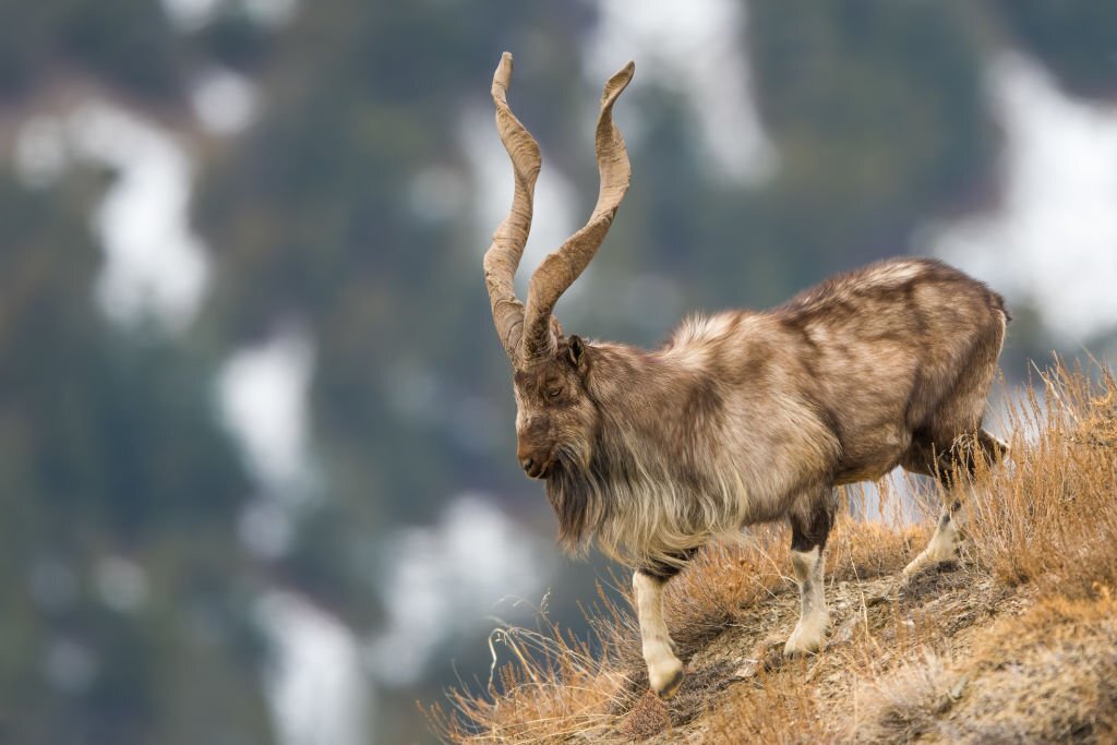 Markhor population in Pakistan witnesses significant increase | Pakistan  Today