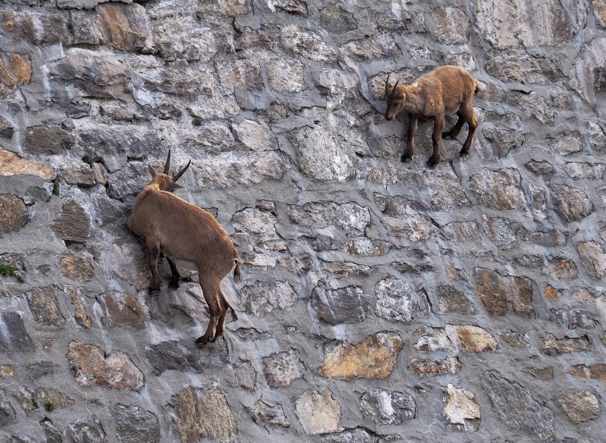 There's something very weird going on with these death-defying goats… can  you guess what it is? | The Sun