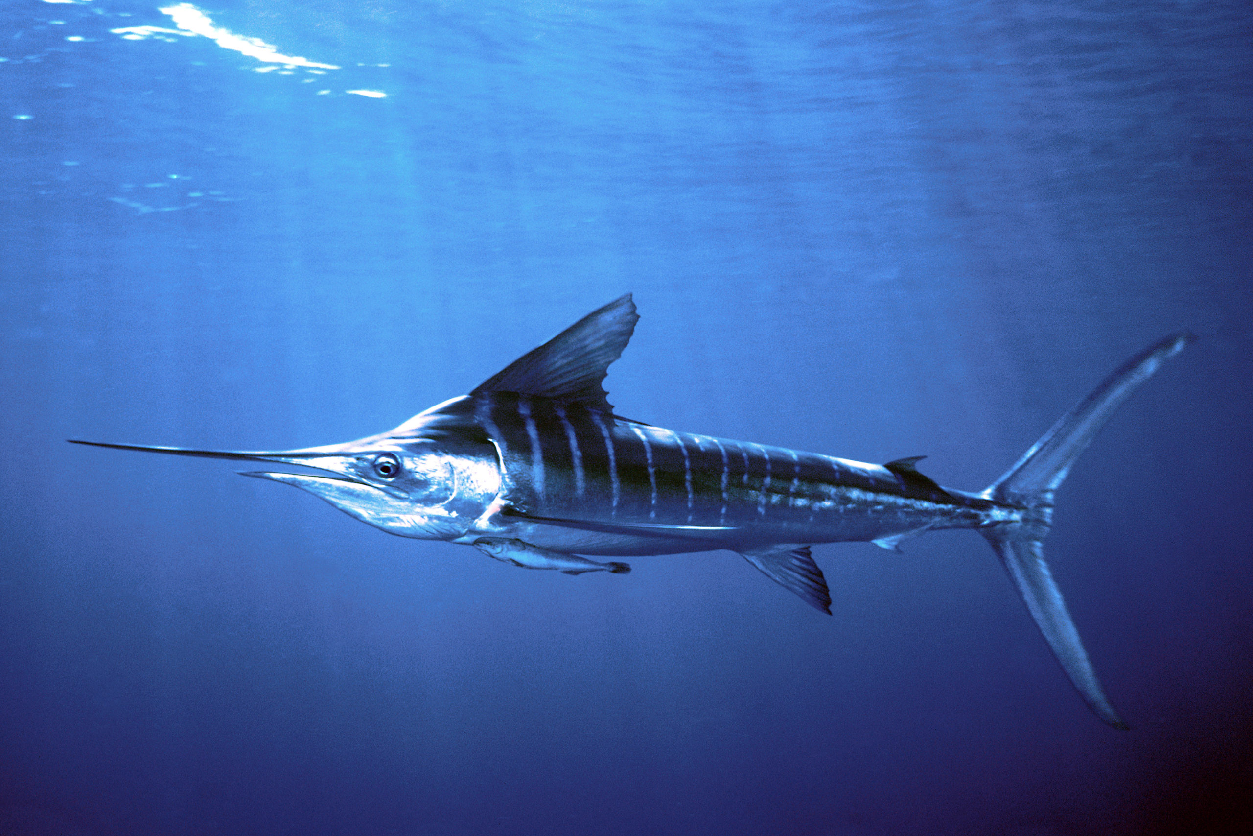 Press Release: New Hope for Billfish in the Pacific - Wild Oceans