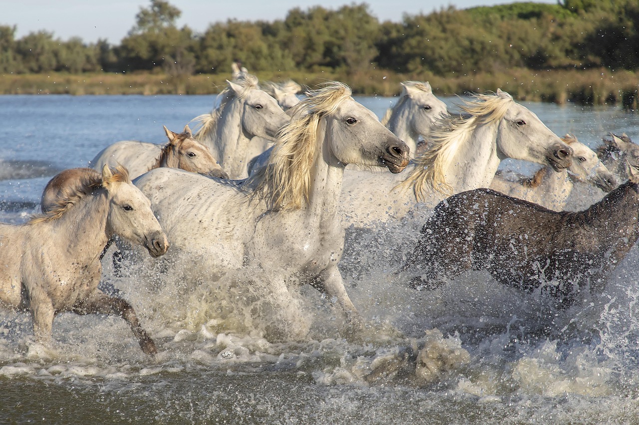 Loài Vật, Camargue, Ngựa, Thiên Nhiên