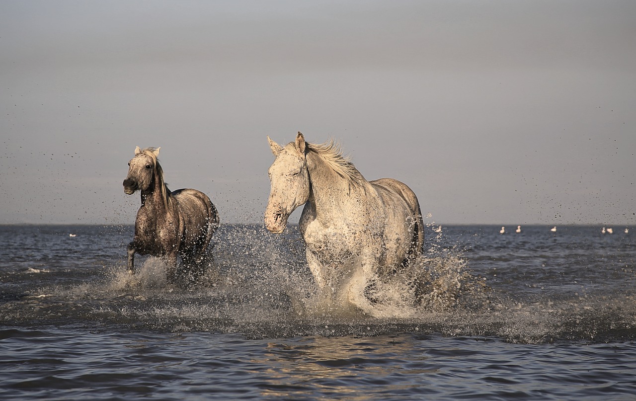 Ngựa, Camargue, Trắng, Động Vật