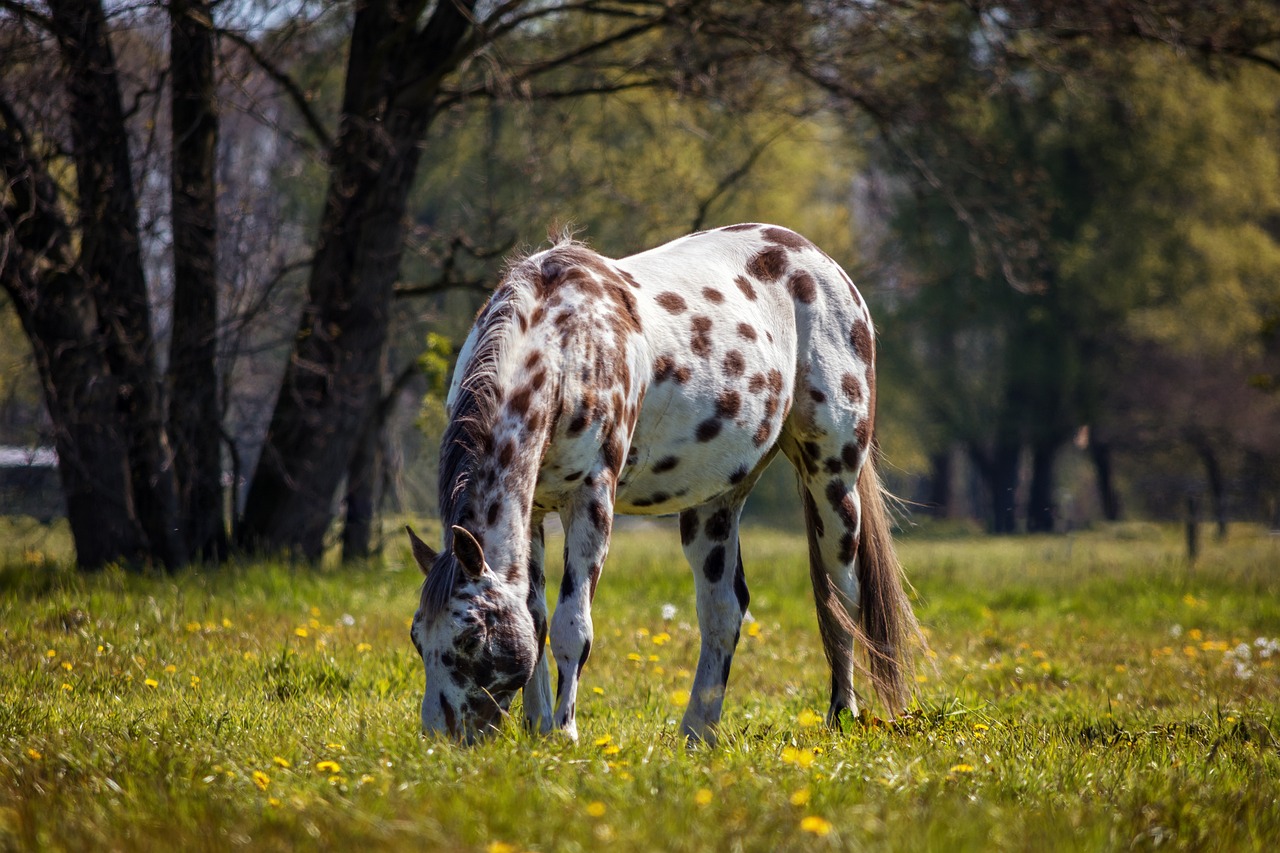 Ngựa, Appaloosa, Thiên Nhiên, Thú Vật