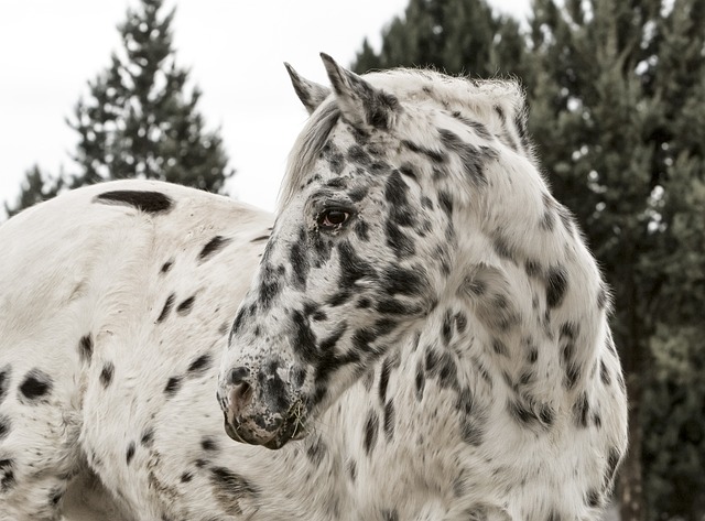 Ngựa, Appaloosa, Thiên Nhiên, Nông Trại