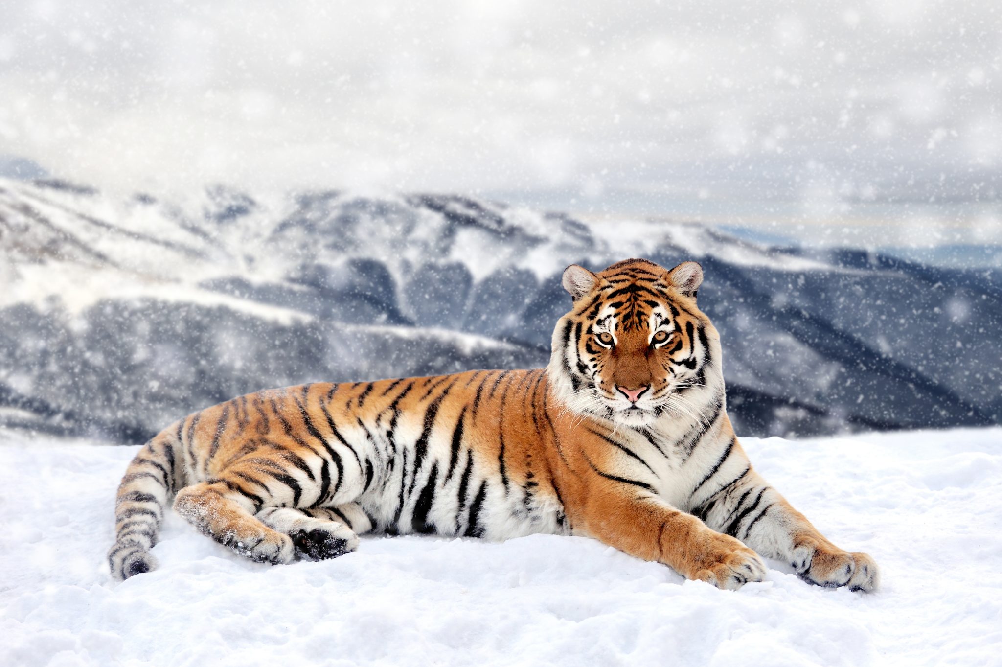 Siberian Tiger Facts, Habitat and Diet - Discovery UK