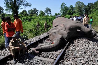 Un éléphant fauché par un train - Dramatique accident en Inde