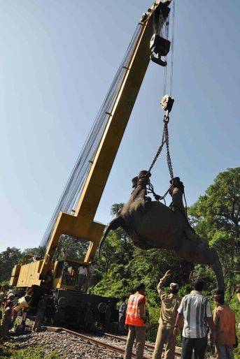 Un éléphant fauché par un train - Dramatique accident en Inde