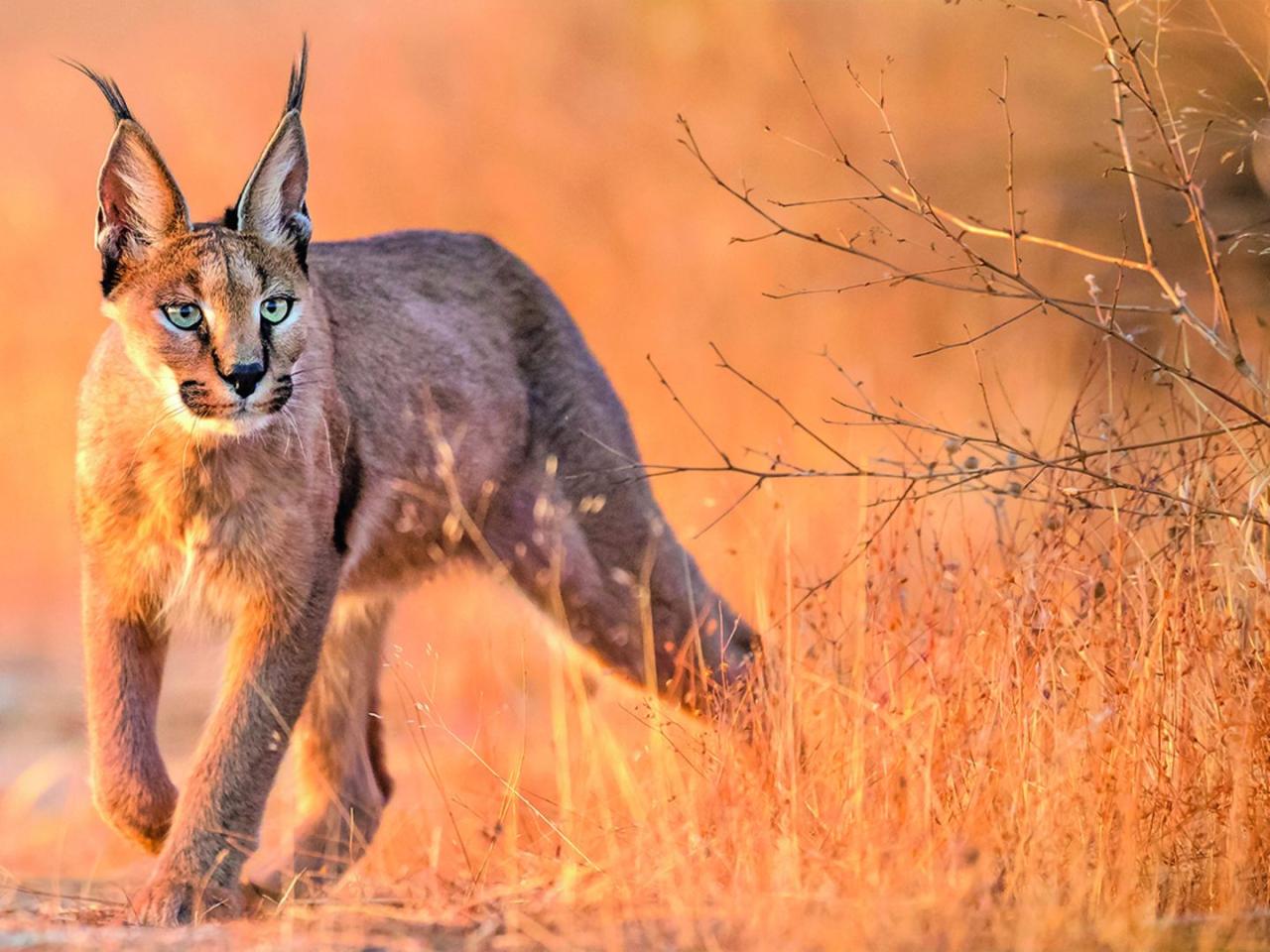 Karakal - die Raubkatze im Tierlexikon - [GEOLINO]