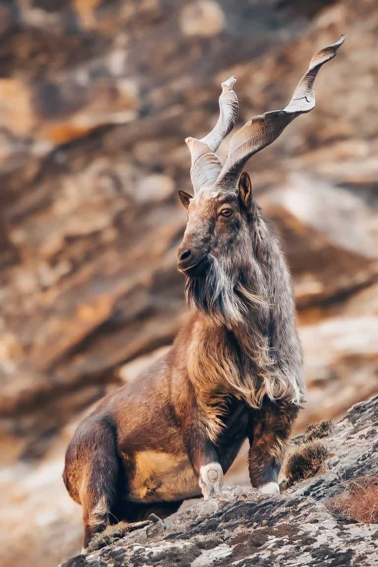 Kashmir Markhor: flat horns with a half turn to them - TrophyHunting