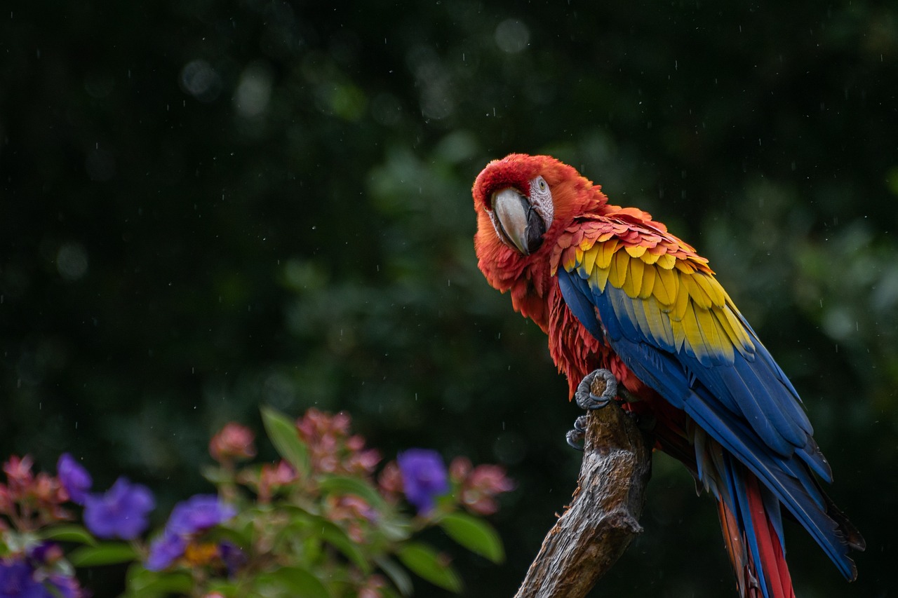 Vẹt Đuôi Dài, Con Vẹt, Chim, Cacatua