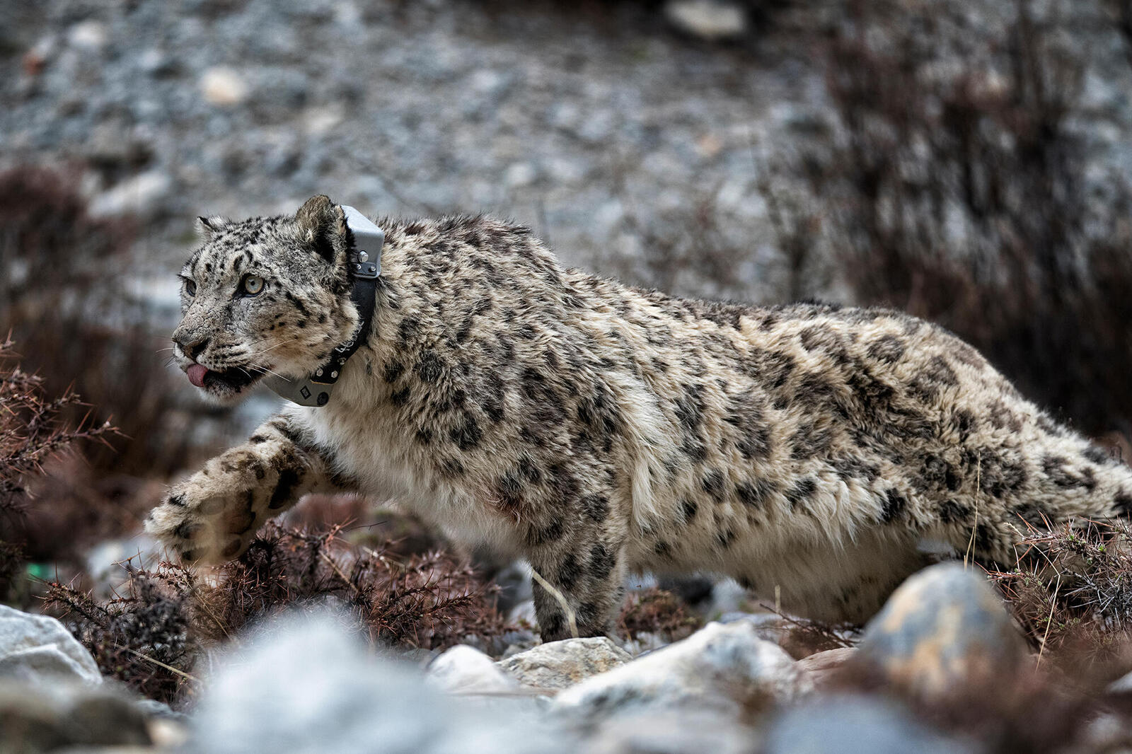 GPS collars shed new light on elusive snow leopards | Magazine Articles |  WWF