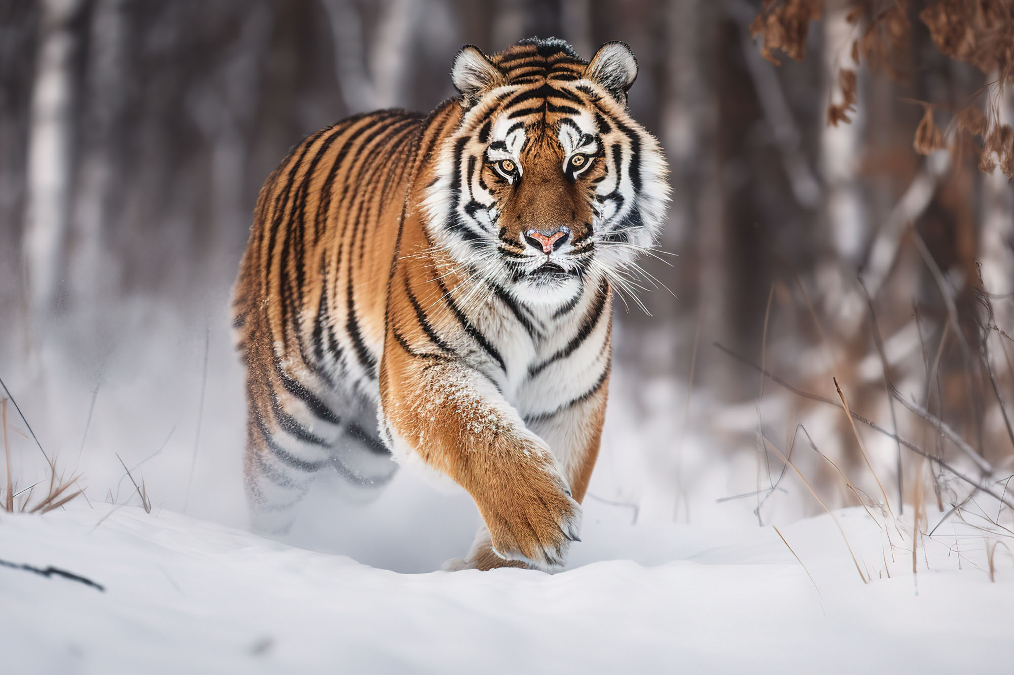 Siberian tiger kills man who followed predator's tracks after it dragged away, 'crushed' his dog