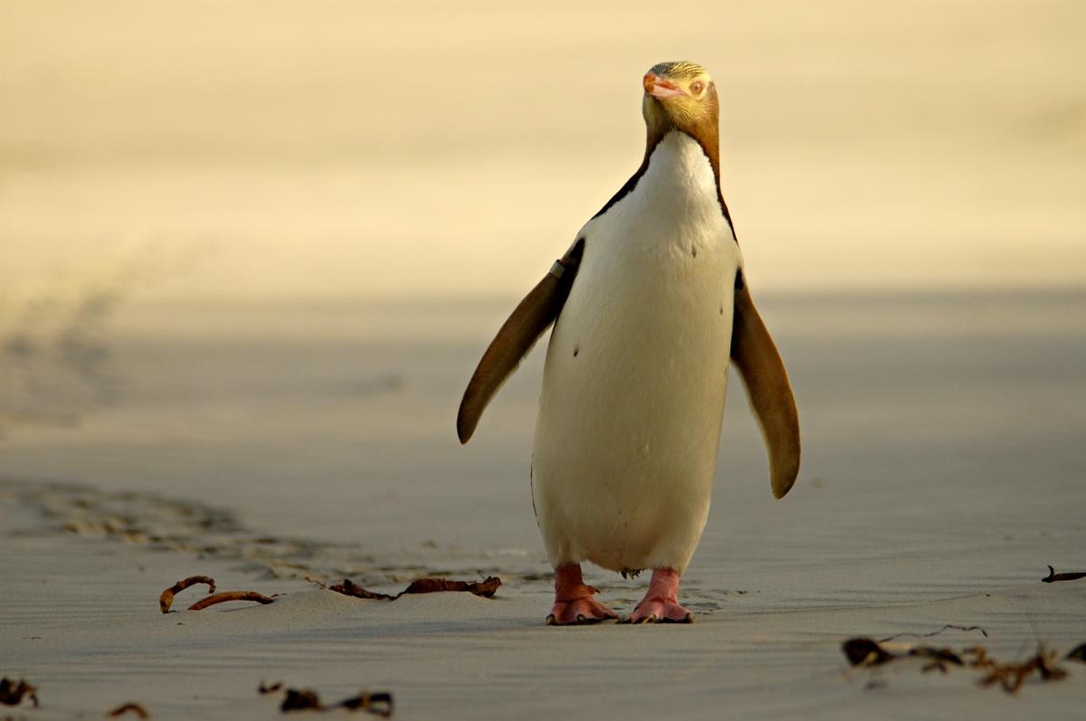 Yellow-eyed penguin | Hoiho | New Zealand Birds Online