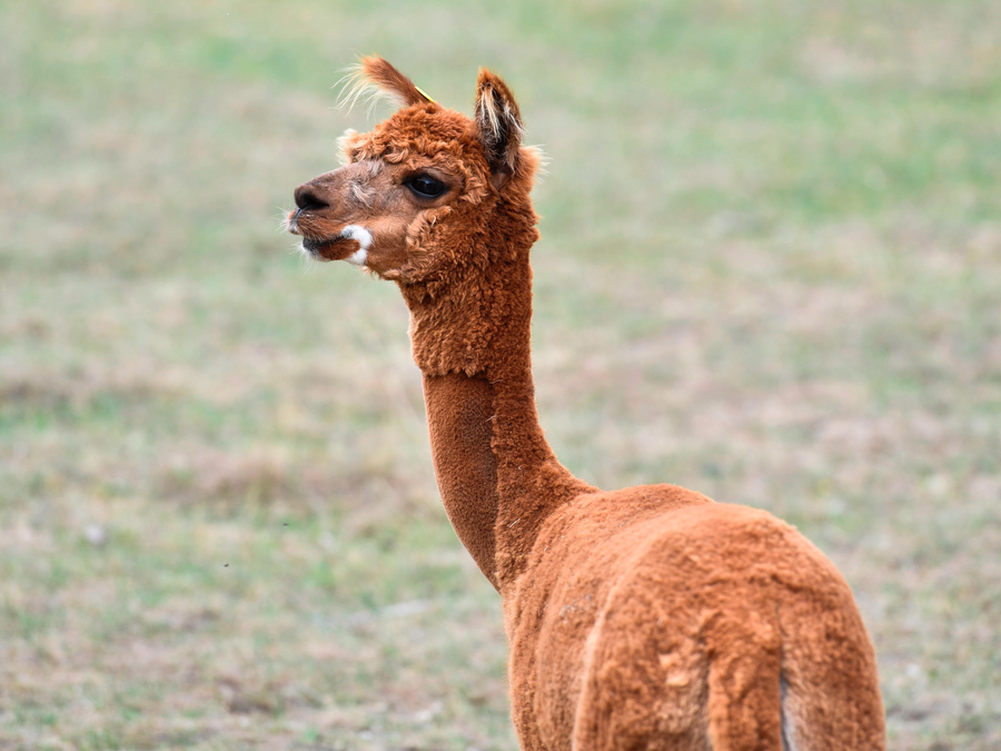 llama