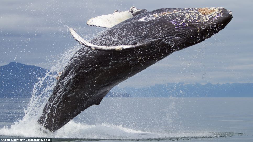 Majestic:  A female humpback whale breaches the waters at Frederick Sound in the Alexander Archipelago, south-east Alaska