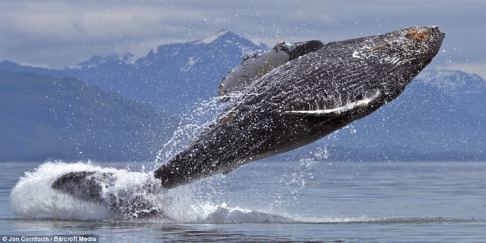 Belly flop: The 45-ton whales seem to be able to throw themselves through the air as nimbly as a performing dolphin