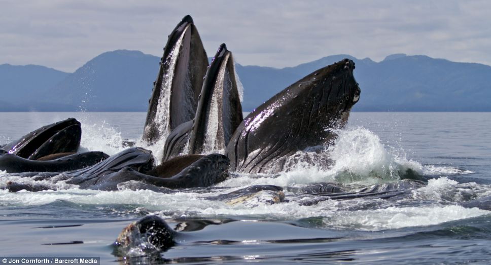 Ritual: The entirely female group gathers at the same spot at the same time each year