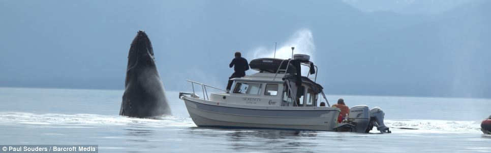 Moby click: Photographer Jon Cornforth takes pictures of the breaching humpback whales