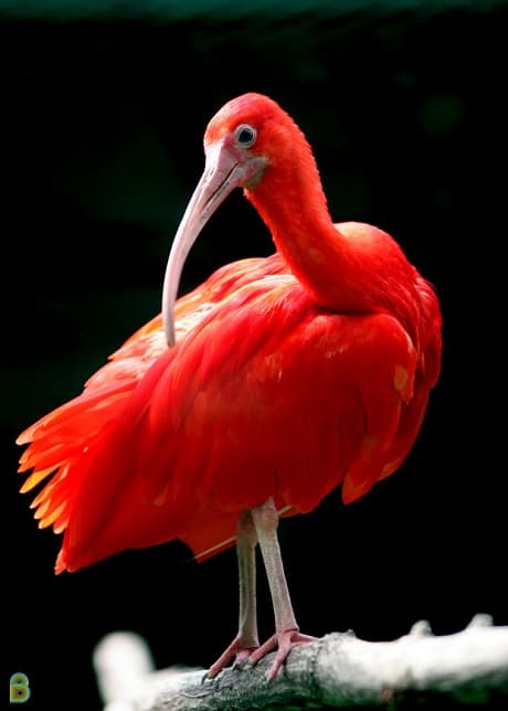 Thảo Cầm Viên - Động Vật - Loài Ngoại Nhập - Thảo Cầm Viên - Saigon Zoo &  Botanical Gardens