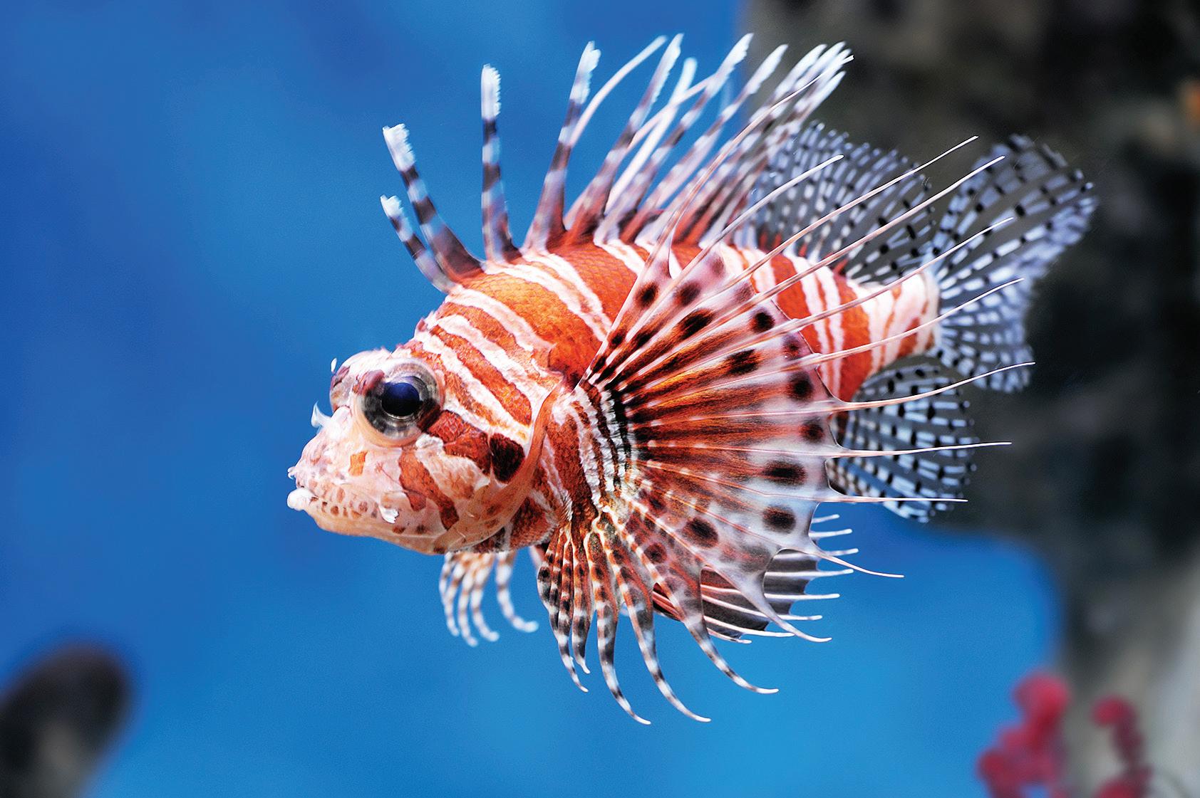 "Lionfish: