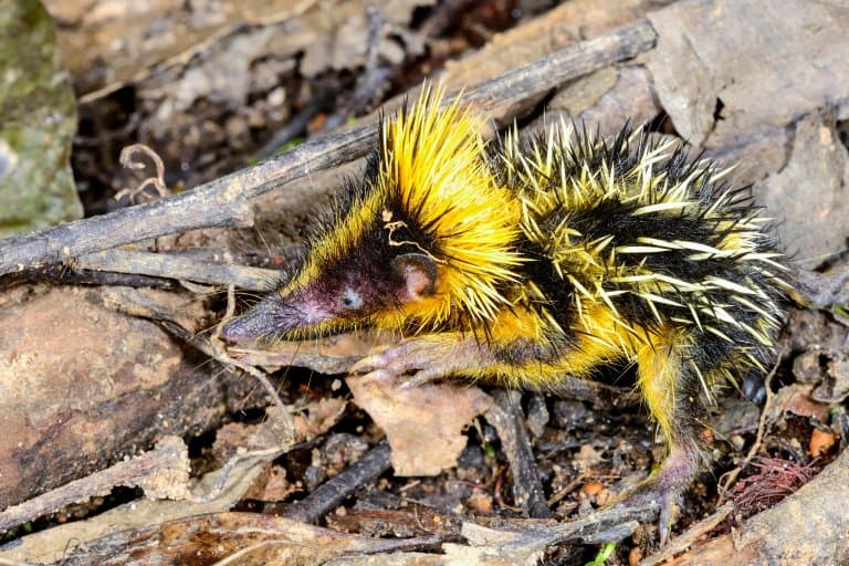 Lowland Streaked Tenrec hairless