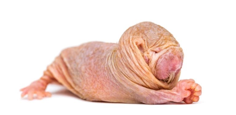 Naked Mole Rat Saggy Skin