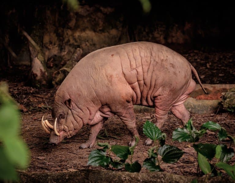 Bald North Sulawesi Babirusa