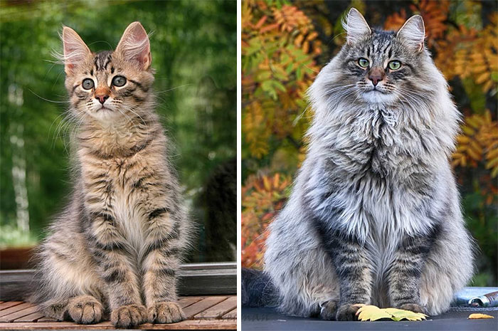 Norwegian-Forest-Cats-Sampy-Hiskias