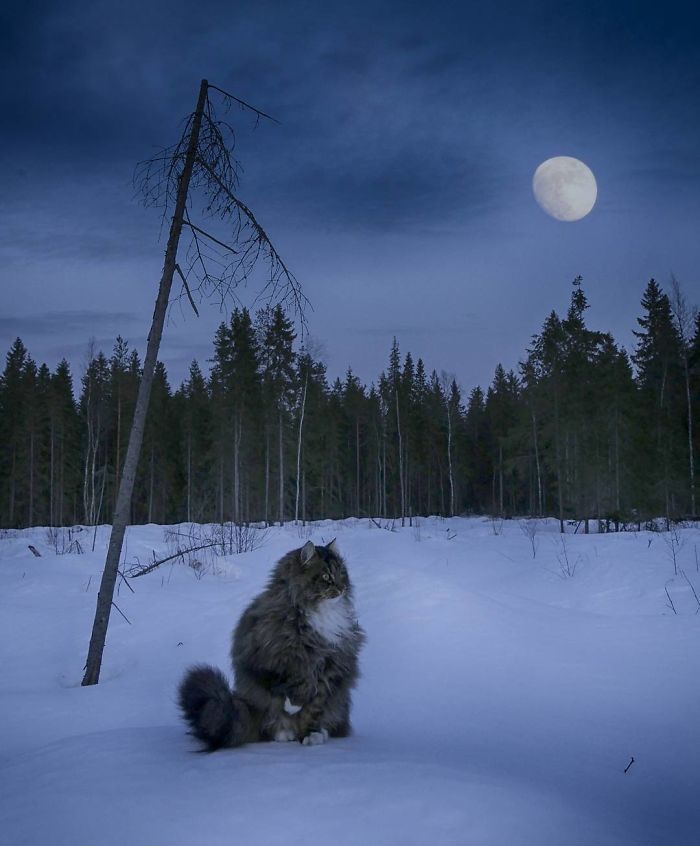 Norwegian-Forest-Cats-Sampy-Hiskias