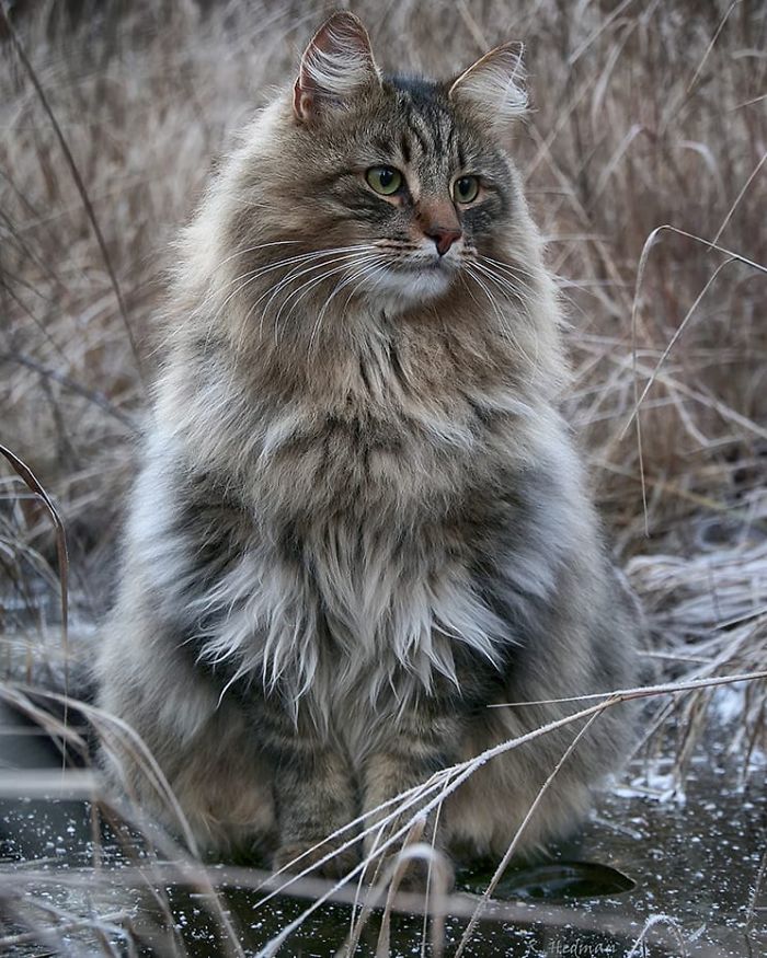 Norwegian-Forest-Cats-Sampy-Hiskias