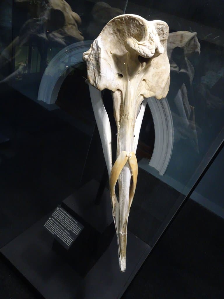 Strap-toothed Beaked Whale teeth!