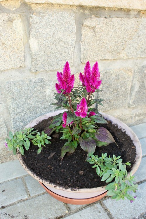 Celosia argentea Best cone-shaped flowers