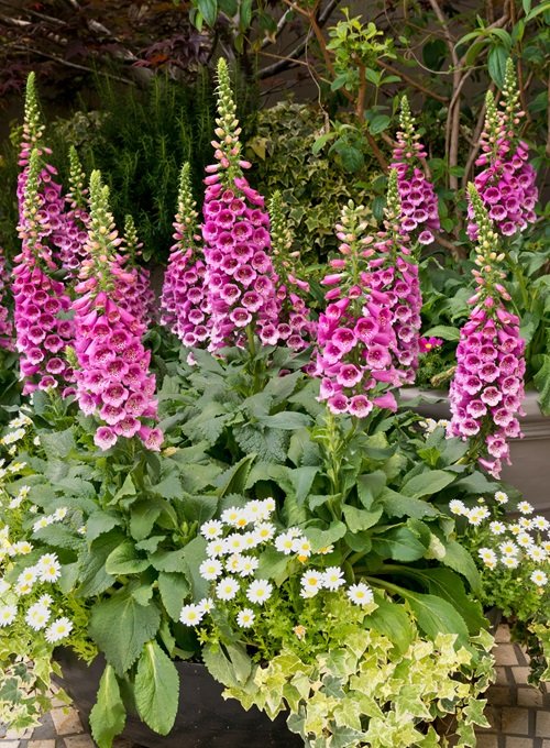 Foxglove flower plant in the garden