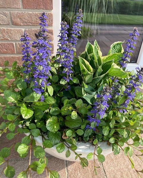 Bugleweed cone flower pot near the wall