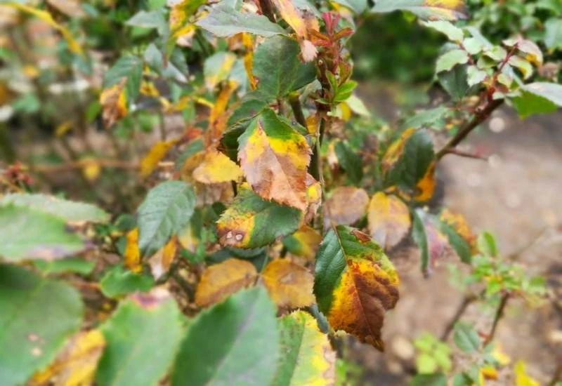 How to Protect Container Roses from Disease