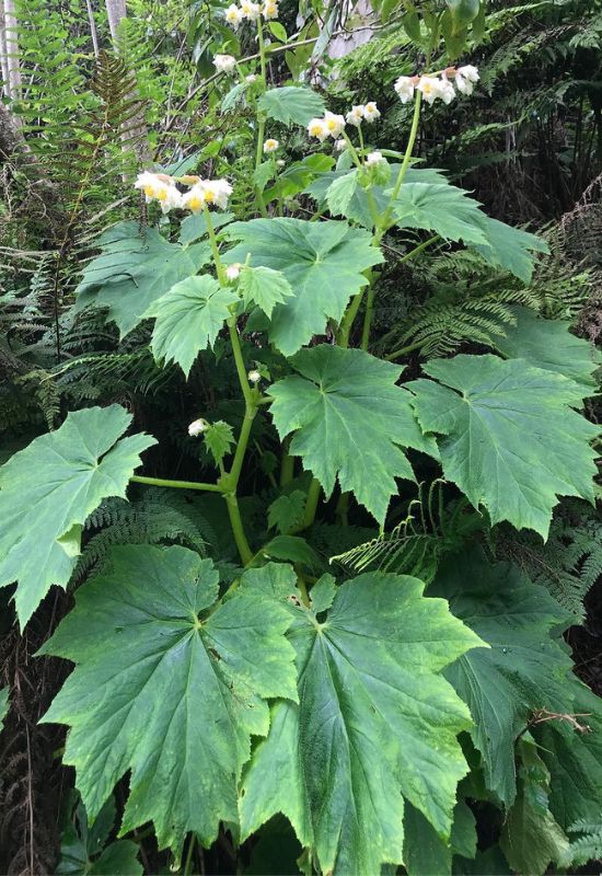 15 Most Picturesque Hawaiian Flowers That Capture the Essence of the Islands 6