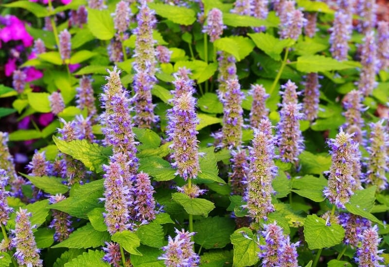 Anise Hyssop