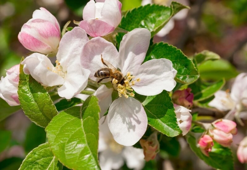 Apple Tree Flowers