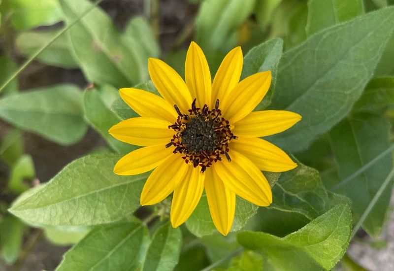 Beach sunflower