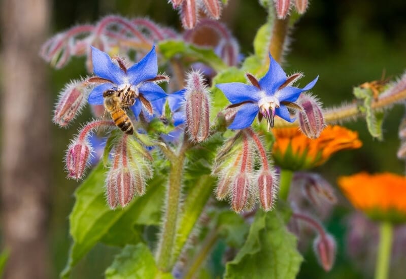 Borage