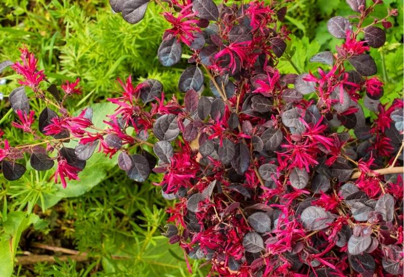 Chinese Fringe Flower ‘Jazz Hands Dwarf Pink’ (Loropetalum chinense ‘Jazz Hands Dwarf Pink’)