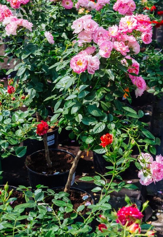 Choose a Well Shaped Basket Shrub Rose