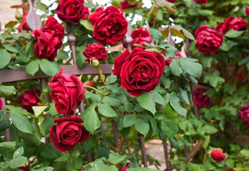 Climbing Roses