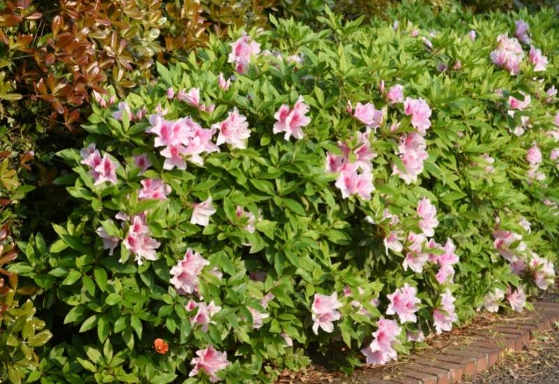 Coastal Azalea (Rhododendron atlanticus)