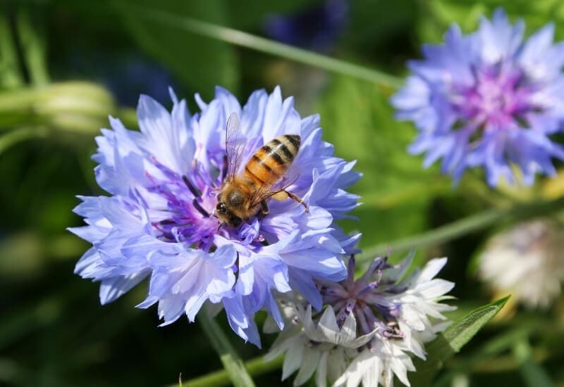 Cornflower