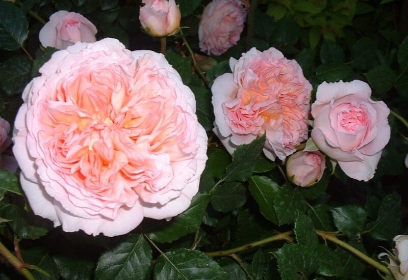 WILD BLUE YONDER is another grandiflora rose variety that has fantastic flowers. These appear with a purple or blue color from spring to fall. The flowers have wavy petals that surround a dark yellow center. These flowers look best when this plant grows in a cooler area. They are also exceptionally fragrant.  Overall, this is an upright shrub that maintains a small size at maturity. Sometimes its habit and flowers look similar to those of a camellia.