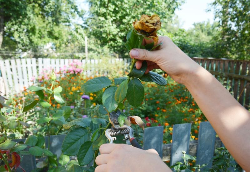 Deadhead Potted Roses To Keep Them Flowering For Longer