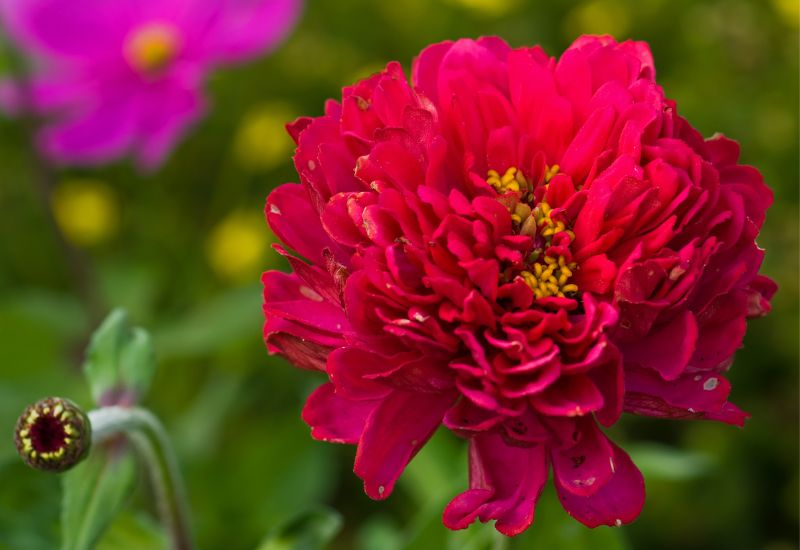 Double Zinnias