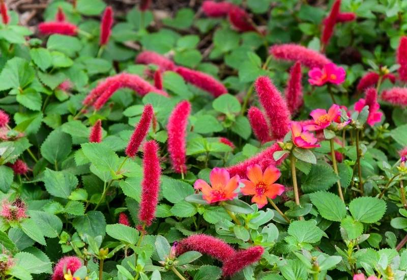 Dwarf Chenille (Acalypha reptans)