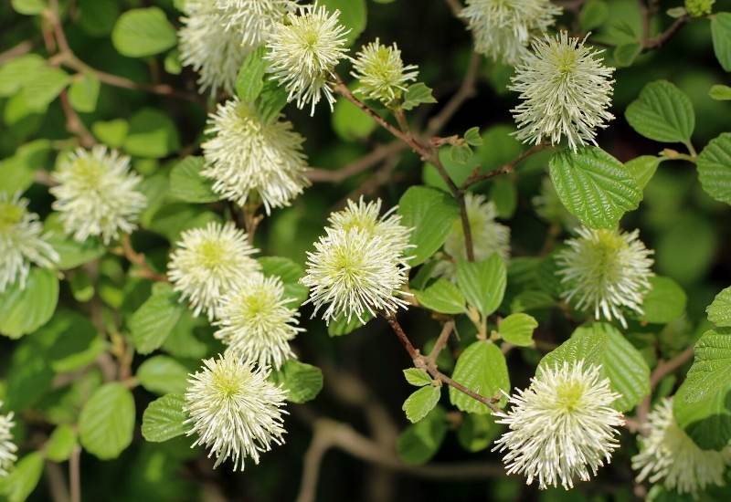 Dwarf Fothergilla ‘Blue Mist’ (Fothergilla gardenii ‘Blue Mist’)