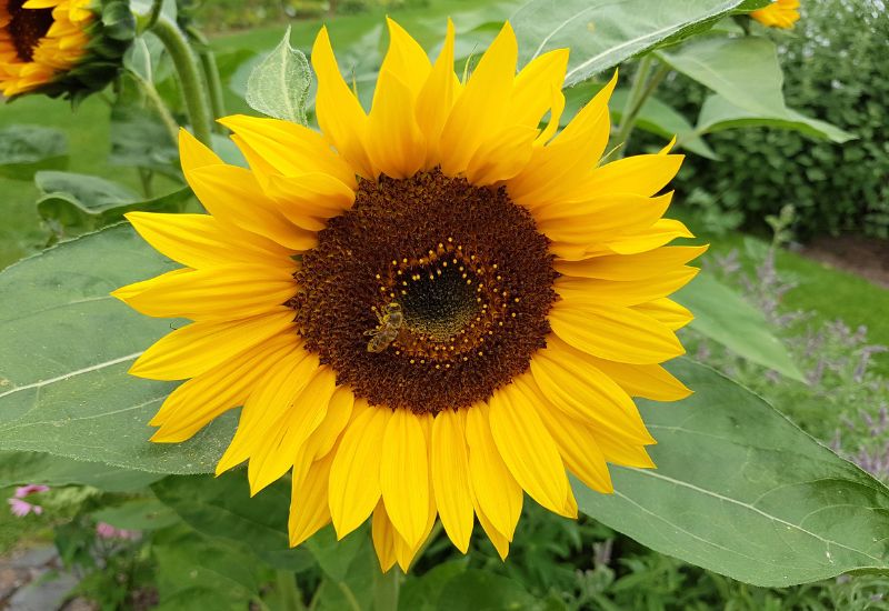 Dwarf Sunspot Sunflower